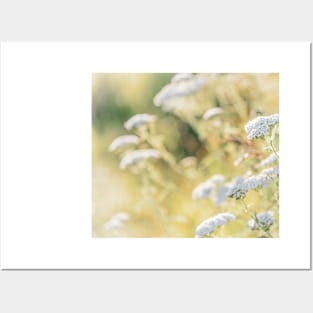 White Yarrow Flowers and Golden Grasses Glowing in Sunshine Posters and Art